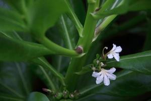 flor blanca de la playa naupaka y rama verde borrosa, tailandia. foto