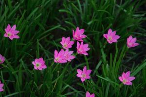 flores de color rosa brillante de lirio de lluvia o lirio de zephyranthes y fondo de hojas verdes borrosas en la naturaleza. otro nombre es lirio de hadas, lirio atanasco. foto