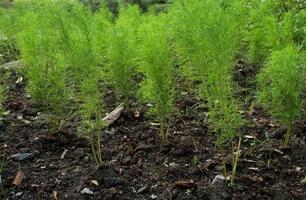 Green trees of Dog Fennel or Thoroughwort crop on dark brown soil, Thailand. Leaf shape look like feathery or line.