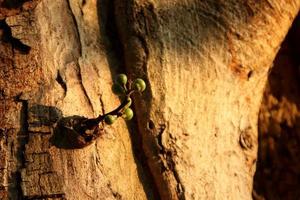 Young green fruits of Cluster fig are on branch and light brown trunk background, Thailand. photo