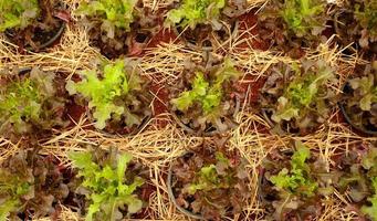 Red oak in row and rice straw covered ground between row, top tree's color is light green. photo