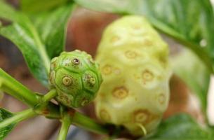 Young green Noni fruit on branch and blur ripe fruit background. Another name is Great Morinda, Tahitian Noni, Indian Mulberry, Beach Mulberry.