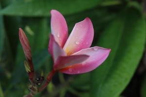 la flor de plumeria rosa está en la rama y el fondo de hojas verdes, las gotas están en la vista de la flor. otro nombre es lunthom, leelawade, foto