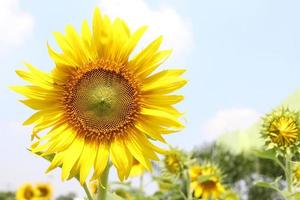 Sunflower blooming and light blue sky background.