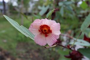 Light pink flower of Roselle is blooming on branch and leaves in nature. Another name is Jamaican sorel, Rozella, Sorrel, Red sorrel. photo