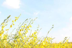 Bright yellow flowers of Sunn Hemp on branches and light sky background. photo