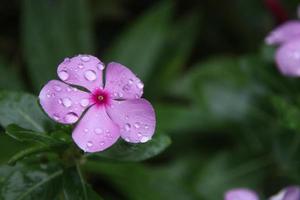 flor rosa de bígaro de madagascar y gotitas en el pétalo. otro nombre es bígaro de las Indias Occidentales, bígaro indio, bígaro rosado, solterona, vinca. foto