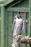 Felbridge, Surrey, UK, 2014. Perigrine Falcon close up