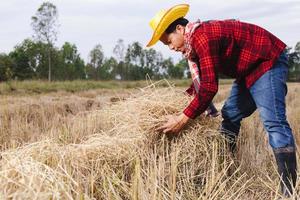 granjero asiático con rastrojo de arroz en el campo foto