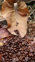 granos de café sobre hojas secas de teca, fondo marrón, textura foto