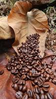 The texture of coffee beans and dried teak leaves photo