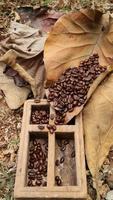 granos de café en hojas de teca secas y cajas de madera de teca
