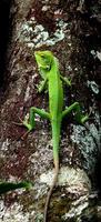 Green chameleons are climbing trees, crawling on trees photo
