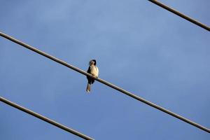 A bird perched on a power line, in a bright cloud photo