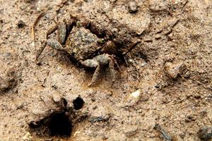 Small crabs whose skin is similar to the texture of the soil photo