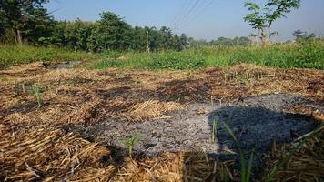 Burnt dry straw on a natural background photo