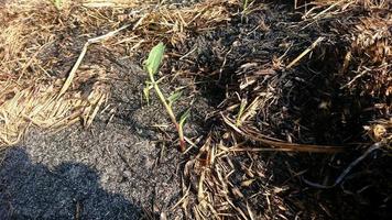 Plants growing on ashes of burning straw on a blurred background photo