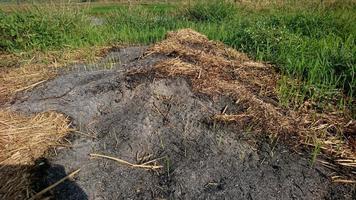 Burnt dry straw on a natural background photo