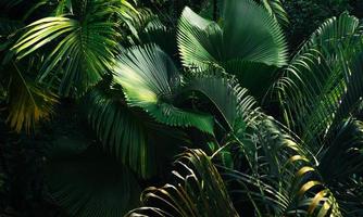 tropical leaves and trees background photo