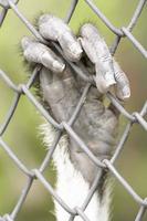 The douc langur take in a zoo photo