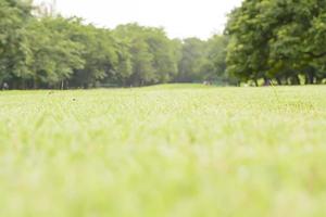 The peaceful landscape with green meadow. photo