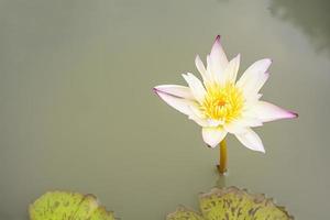 Lotus in many colors and beautiful in ponds. photo