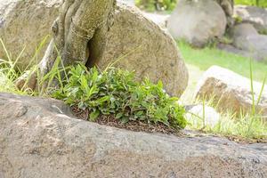 Trees on the rocks photo