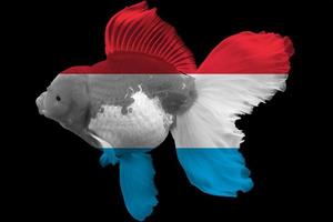 Flag of Luxembourg on goldfish photo