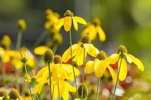 Yellow coneflowers in the garden on nature background. photo