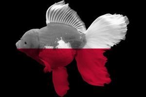 bandera de polonia en peces de colores foto