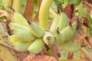 Banana on a tree photo