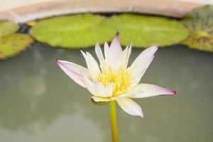 Lotus in many colors and beautiful in ponds. photo