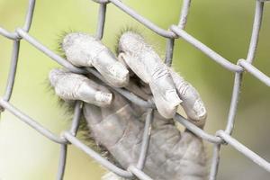 el douc langur tomar en un zoológico foto