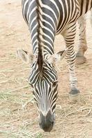 The zebra eating grass take in a zoo photo