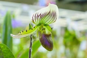 paphiopedilum, a menudo llamada zapatilla de venus, es un género de la subfamilia de orquídeas zapatilla de dama cypripedioideae de la familia de las orquídeas. foto