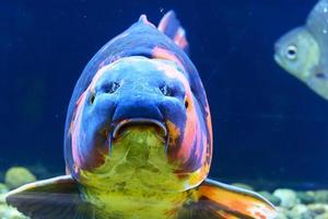 el pescado en el gabinete, colores brillantes. foto