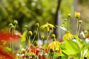 coneflowers amarillos en el jardín en el fondo de la naturaleza. foto