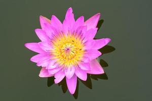 Lotus is many colors and beautiful in ponds. photo