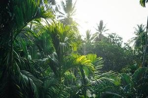 fondo de árboles y hojas tropicales foto