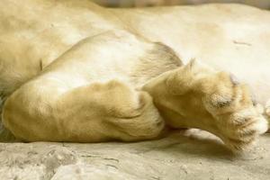 el león durmiendo en un zoológico foto