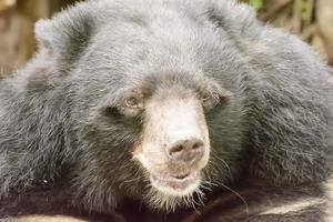 el oso negro toma en un zoológico foto