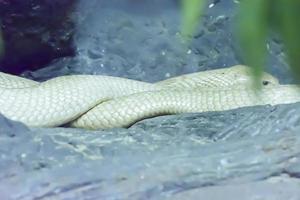 Albino Siamese Cobra photo