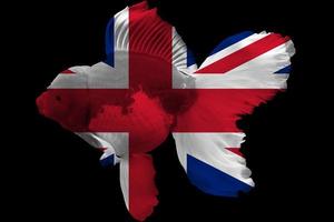 Flag of United Kingdom on goldfish photo