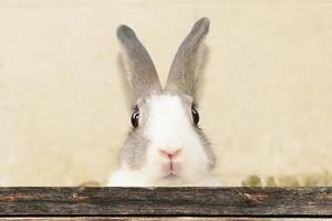 Rabbits are small mammals. Bunny is a colloquial name for a rabbit. photo