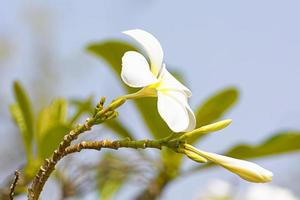 Plumeria flowers are so beautiful that popular in Thailand. photo