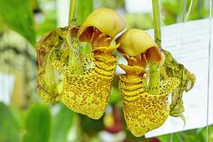 Nepenthes or tropical pitcher plants or monkey cups photo