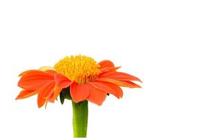 Mexican sunflower isolated on a white background. Clipping inside. photo