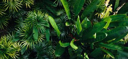 tropical leaves and trees background photo
