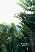 tropical leaves and trees background photo