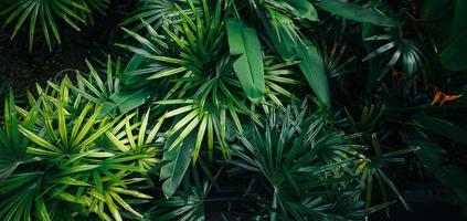 tropical leaves and trees background photo